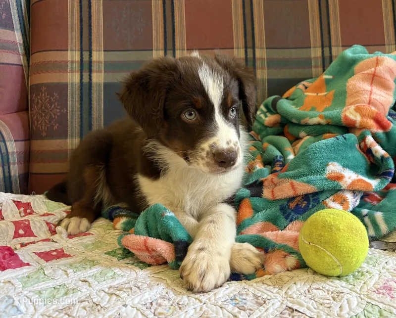 Salsa – Australian Shepherd puppy for sale in Jefferson, GA