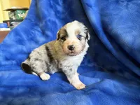 Dakota, a male Australian Shepherd for sale in Jefferson, GA – 2 of 3