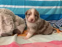 Summer , a female Australian Shepherd for sale in Jefferson, GA – 3 of 5