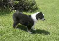 Flower, a female Australian Shepherd for sale in Jefferson, GA – 5 of 7