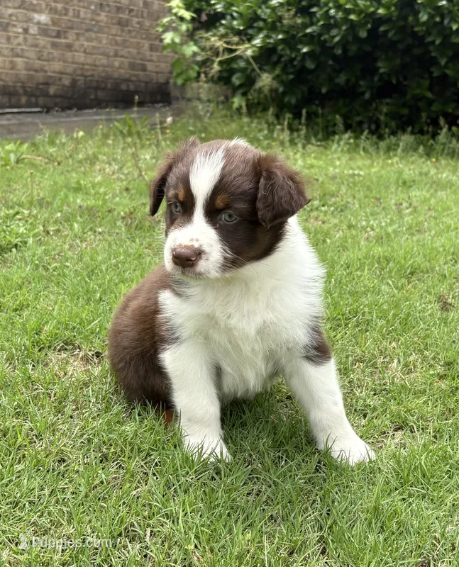 Salsa – Australian Shepherd puppy for sale in Jefferson, GA