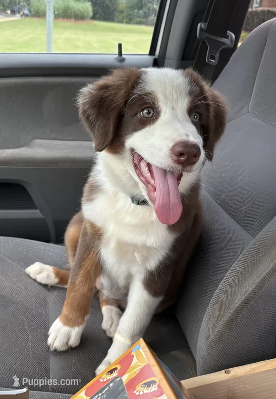 Ruby – Australian Shepherd puppy for sale in Jefferson, GA