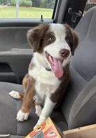 Ruby July 4 SALE!!! , a female Australian Shepherd for sale in Jefferson, GA – 1 of 8