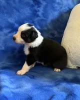 Flower, a female Australian Shepherd for sale in Jefferson, GA – 4 of 4