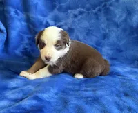 Ruby, a female Australian Shepherd for sale in Jefferson, GA – 4 of 5