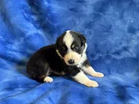 Rookie , a male Australian Shepherd for sale in Jefferson, GA – 2 of 3