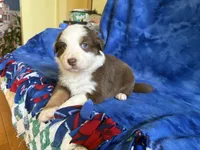 Ruby, a female Australian Shepherd for sale in Jefferson, GA – 2 of 5