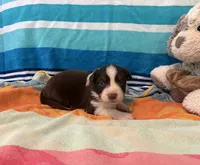Salsa, a female Australian Shepherd for sale in Jefferson, GA – 3 of 5