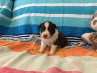 Salsa, a female Australian Shepherd for sale in Jefferson, GA – 4 of 5