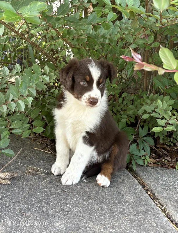 Salsa – Australian Shepherd puppy for sale in Jefferson, GA