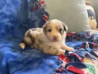 Skyler , a female Australian Shepherd for sale in Jefferson, GA – 1 of 4