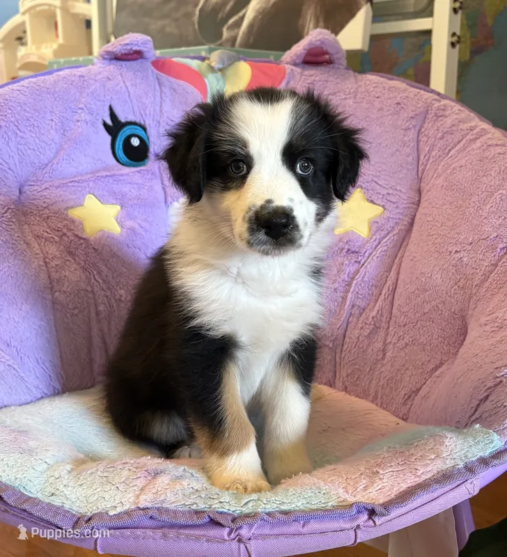 Flower – Australian Shepherd puppy for sale in Jefferson, GA