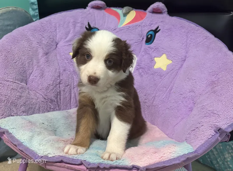 Ruby – Australian Shepherd puppy for sale in Jefferson, GA