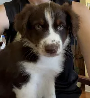Salsa, a female Australian Shepherd for sale in Jefferson, GA – 5 of 9