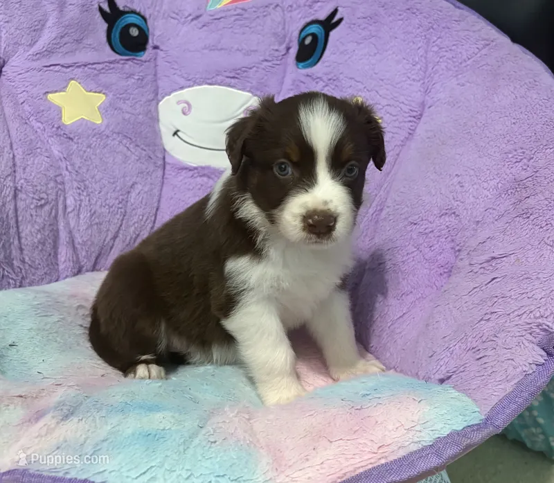 Salsa – Australian Shepherd puppy for sale in Jefferson, GA
