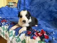 Flower, a female Australian Shepherd for sale in Jefferson, GA – 3 of 4