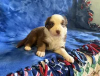 Ruby, a female Australian Shepherd for sale in Jefferson, GA – 5 of 5