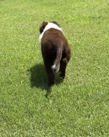 Salsa, a female Australian Shepherd for sale in Jefferson, GA – 4 of 9