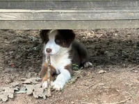 Ruby, a female Australian Shepherd for sale in Jefferson, GA – 2 of 8