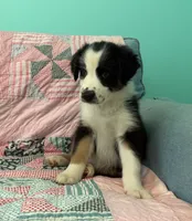 Flower, a female Australian Shepherd for sale in Jefferson, GA – 3 of 7
