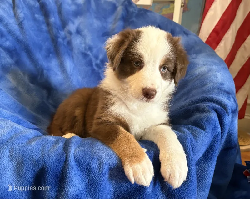 Ruby – Australian Shepherd puppy for sale in Jefferson, GA