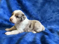 Spice , a female Australian Shepherd for sale in Jefferson, GA – 5 of 5