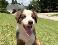 Ruby July 4 SALE!!! , a female Australian Shepherd for sale in Jefferson, GA – 5 of 8