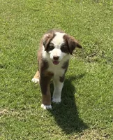 Ruby, a female Australian Shepherd for sale in Jefferson, GA – 4 of 10
