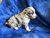 Dakota, a male Australian Shepherd for sale in Jefferson, GA – 3 of 3