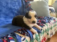 Flower, a female Australian Shepherd for sale in Jefferson, GA – 2 of 4