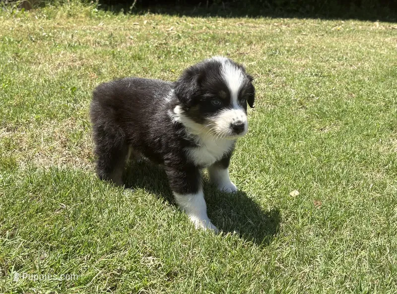 Rookie  – Australian Shepherd puppy for sale in Jefferson, GA