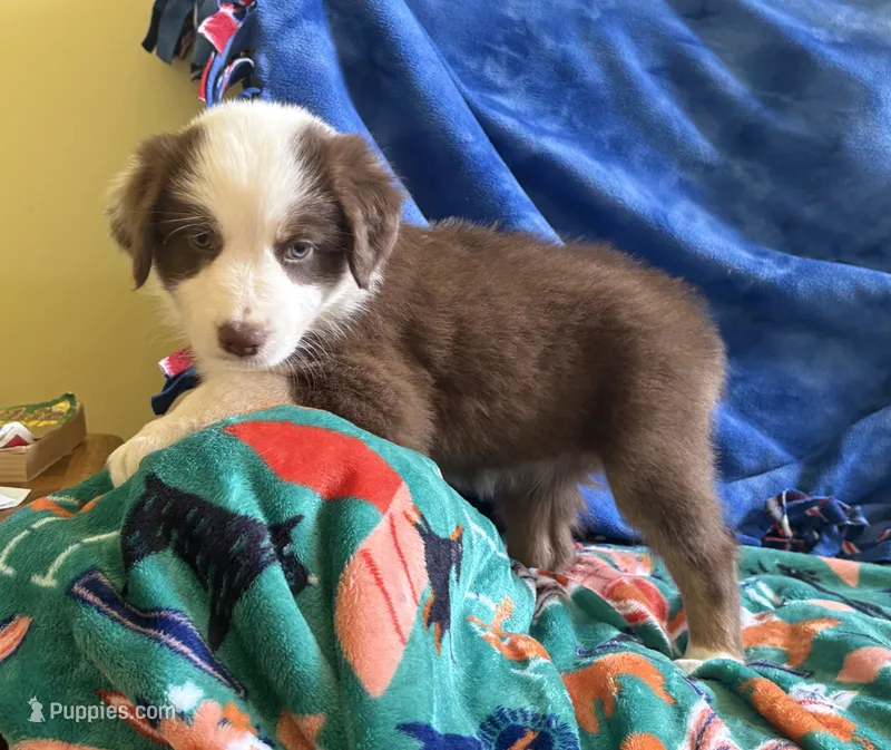 Ruby – Australian Shepherd puppy for sale in Jefferson, GA