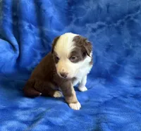Ruby, a female Australian Shepherd for sale in Jefferson, GA – 3 of 5