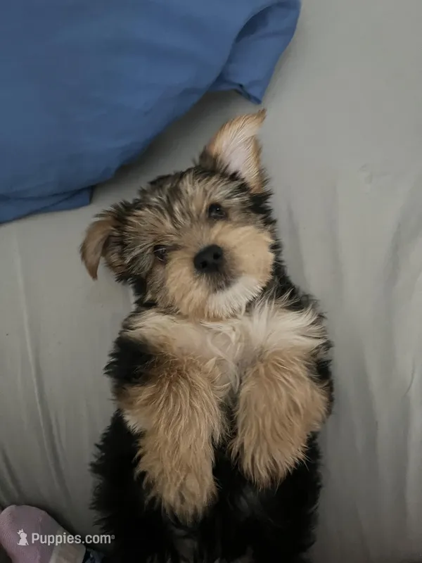 Wolf – Yorkshire Terrier puppy for sale in Dearborn Heights, MI