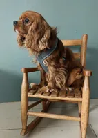 Wally, a male Cavalier King Charles Spaniel for sale in Naples, NY – 3 of 7