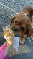 Wally, a male Cavalier King Charles Spaniel for sale in Naples, NY – 4 of 7