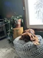 Wally, a male Cavalier King Charles Spaniel for sale in Naples, NY – 2 of 7
