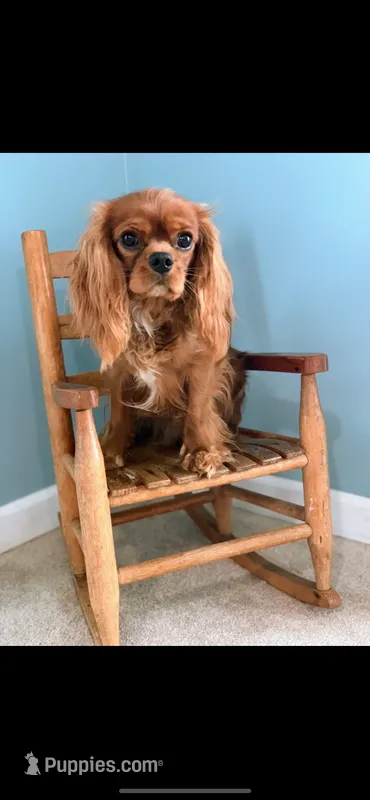 Wally – Cavalier King Charles Spaniel puppy for sale in Naples, NY