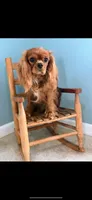 Wally, a male Cavalier King Charles Spaniel for sale in Naples, NY – 1 of 7