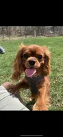 Wally, a male Cavalier King Charles Spaniel for sale in Naples, NY – 7 of 7