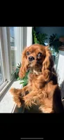 Wally, a male Cavalier King Charles Spaniel for sale in Naples, NY – 5 of 7