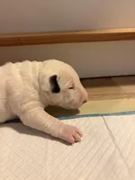 Whitey, a male Bull Terrier for sale in Tacoma, WA – Photo 3 of 8