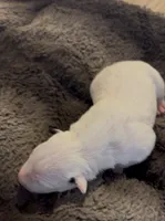 processed/2e336671-4347-40c0-98bc-4364f858f8bb/listing/5f69c881-1d01-4fae-8ecc-0bc67e97bc65/69e156a3-f116-4c50-8902-d1c7d8f97e24