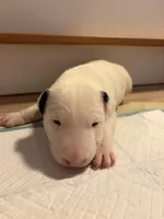 Whitey, a male Bull Terrier for sale in Tacoma, WA – Photo 1 of 8