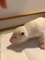 Whitey, a male Bull Terrier for sale in Tacoma, WA – Photo 4 of 8