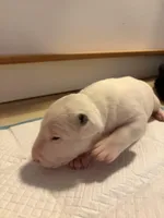 Whitey, a male Bull Terrier for sale in Tacoma, WA – Photo 2 of 8