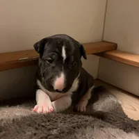 Moon, a female Bull Terrier for sale in Tacoma, WA – Photo 5 of 10