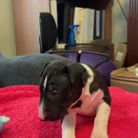 Moon, a female Bull Terrier for sale in Tacoma, WA – Photo 9 of 10