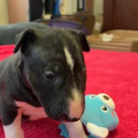 Moon, a female Bull Terrier for sale in Tacoma, WA – Photo 6 of 10