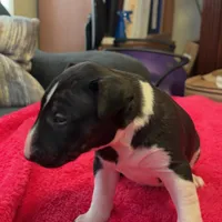 Moon, a female Bull Terrier for sale in Tacoma, WA – Photo 7 of 10